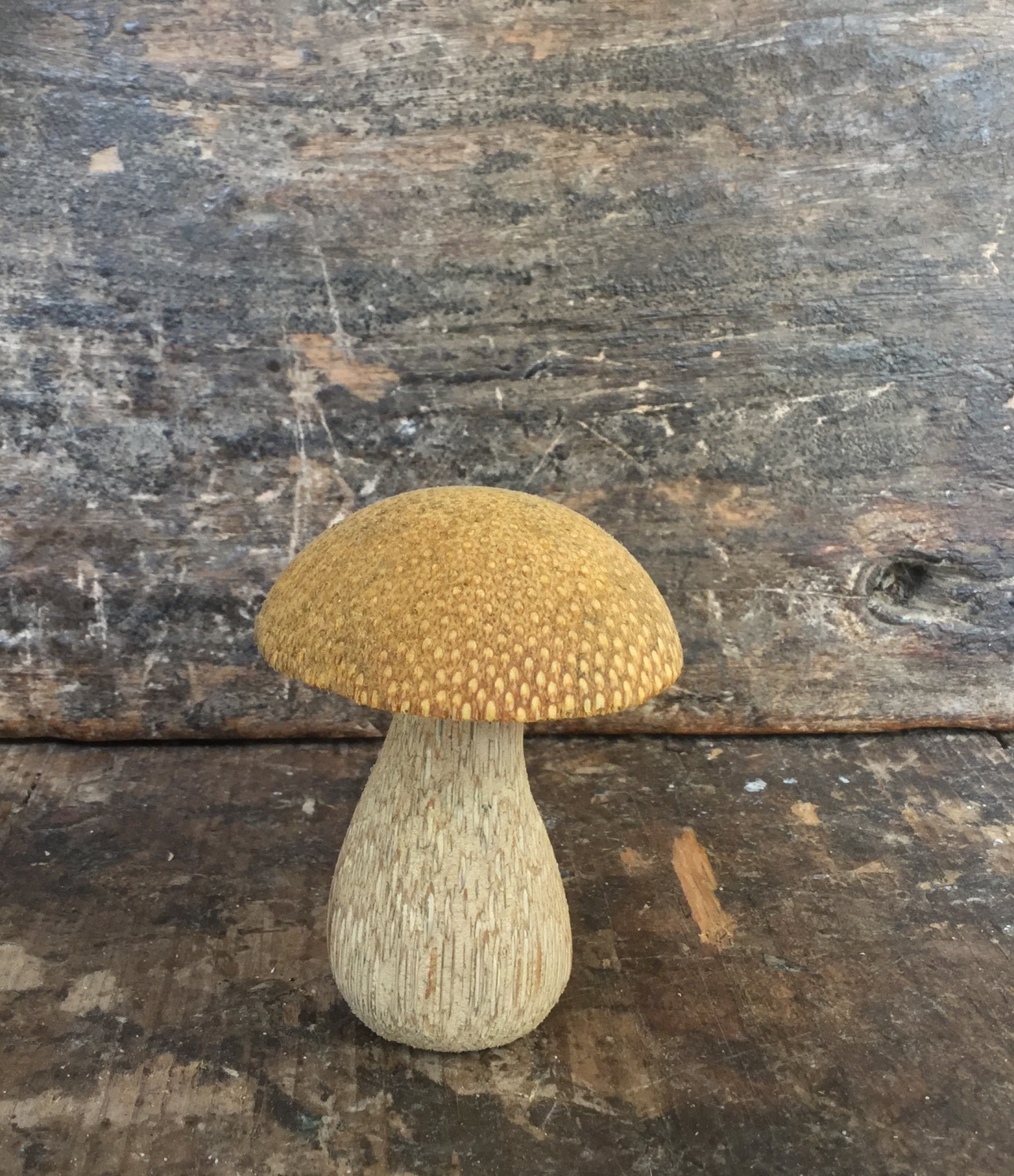 Pilz, S, gelb