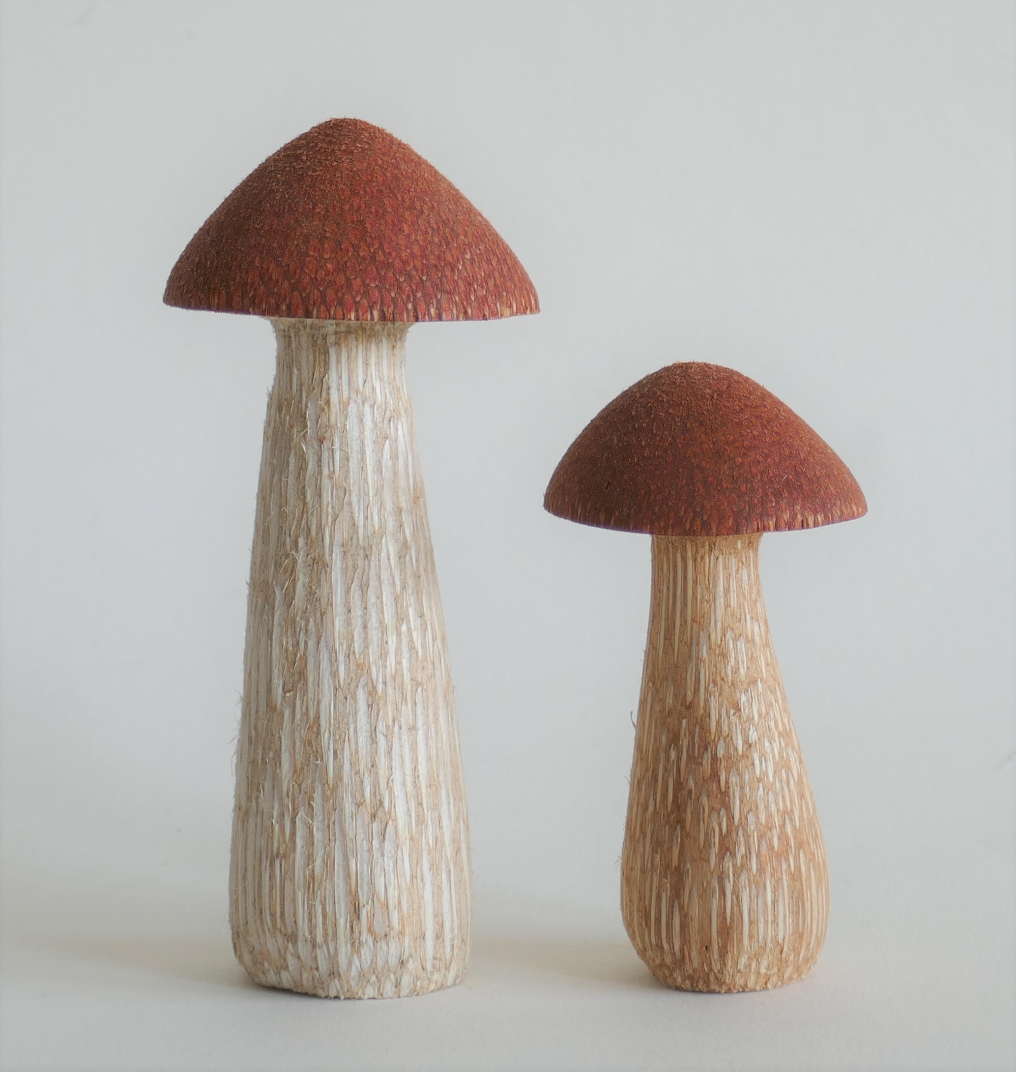 Pilze-Siena rot